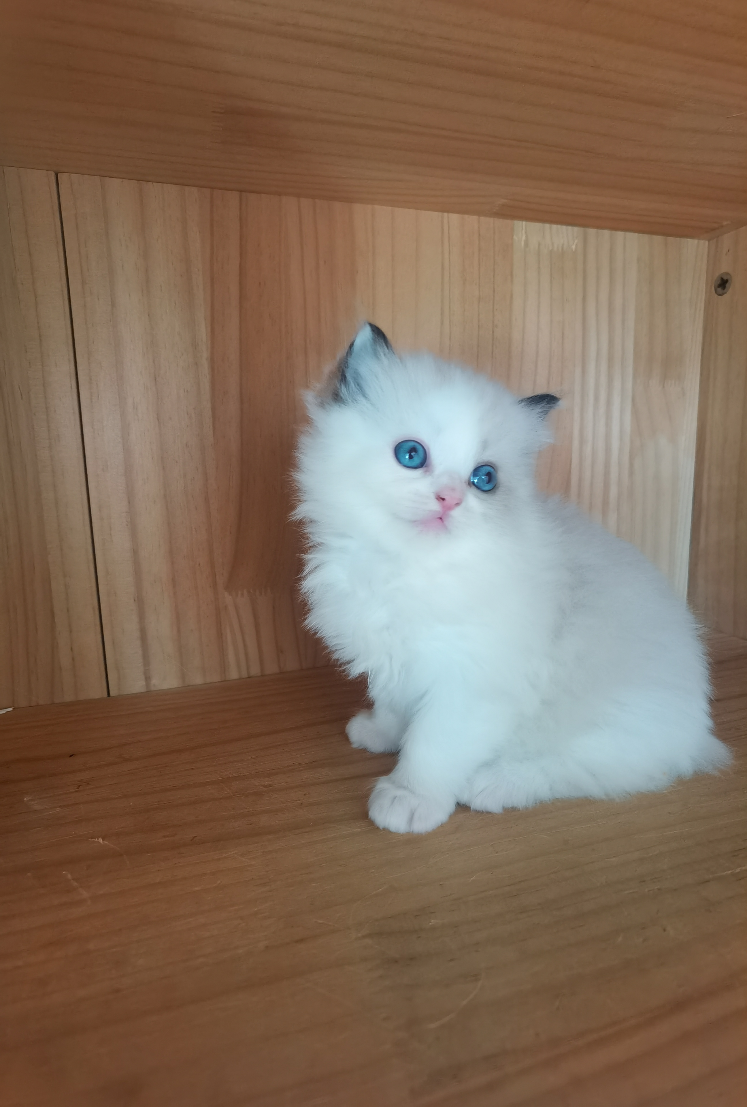 纯种布偶幼猫妹妹找长期饭票